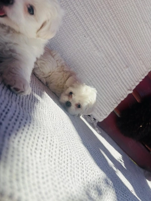 Bichon maltez - imagine 3