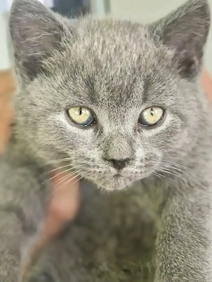 Motan British Shorthair 