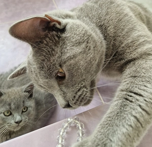 Motan British Shorthair  - imagine 3