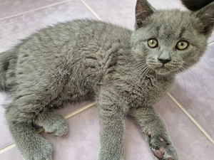 Motan British Shorthair  - imagine 4