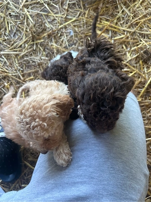 Vand pui de Lagotto Romagnolo - imagine 4