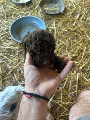 Vand pui de Lagotto Romagnolo - imagine 3