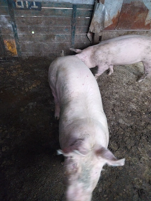 vând  porci  70 kg   120 130 kg rasa buna