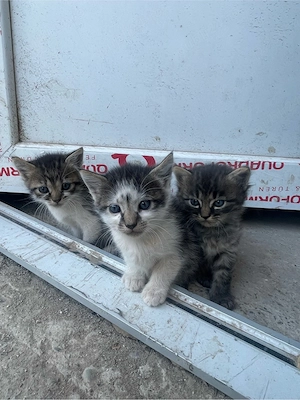 Dau spre adoptie trei puiuti de pisica.