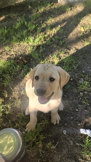 Vand Cateluse de Labrador Retriver - imagine 2