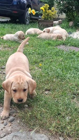 Vand Cateluse de Labrador Retriver - imagine 5