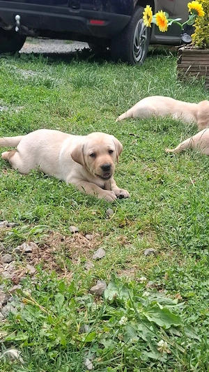 Vand Cateluse de Labrador Retriver - imagine 3