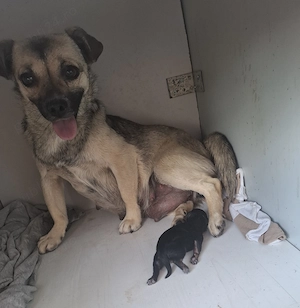 Ofer spre adoptie o catelusa talie mica,cu 3 pui - imagine 2