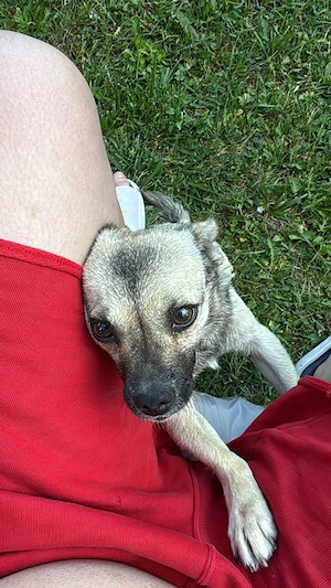 Ofer spre adoptie o catelusa talie mica,cu 3 pui - imagine 3