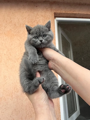 British shorthair blue  - imagine 3