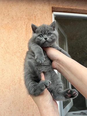 British shorthair blue  - imagine 5