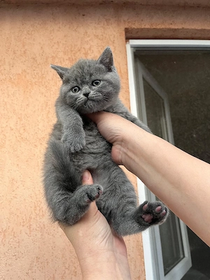 British shorthair blue  - imagine 4