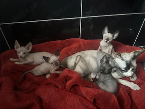 Pui pisica tip Sphynx golasi cu carnet si vaccin - imagine 4