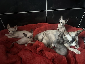 Pui pisica tip Sphynx golasi cu carnet si vaccin - imagine 6