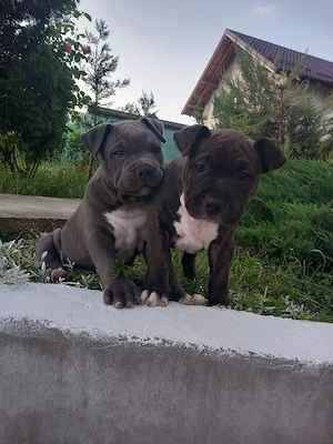Femele Amstaff de vânzare - imagine 2