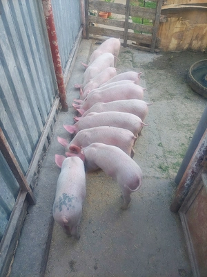 purcei disponibili 