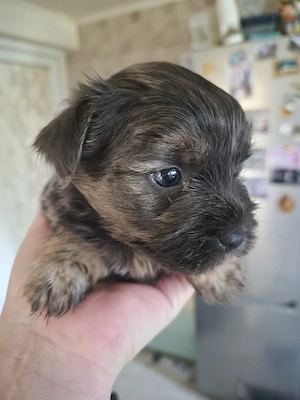 Yorkshire terrier - imagine 4