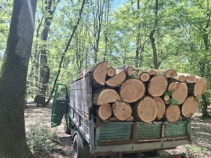 vând lemne de foc esență tare cer,fag,carpen,stejar cantitate garantata  transport gratuit  lemnele 