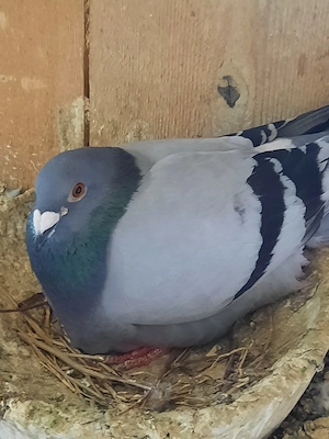 voiajori  