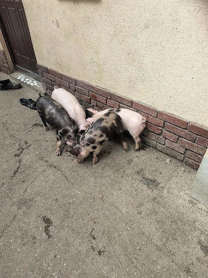 purcei de vânzare rasă de carne  - imagine 5