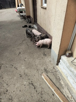 purcei de vânzare rasă de carne  - imagine 2