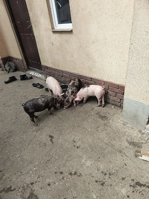 purcei de vânzare rasă de carne  - imagine 4