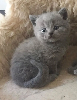 British Shorthair Blue