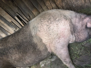 vindem carcasă de porc crescut în gospodărie 