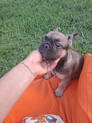 Bulldog Francez