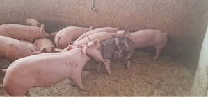 porci de carne  - imagine 2