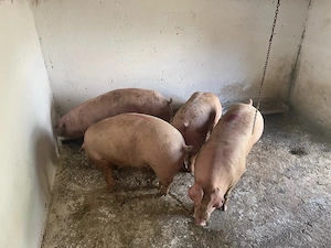 porci de carne  - imagine 3