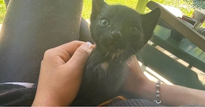    Pisicuți pentru adopție   