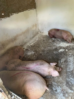 Vand porci marfa de calitate - imagine 3