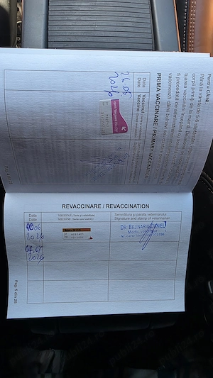 Bichon de 2 luni  cu certificat de sanatate