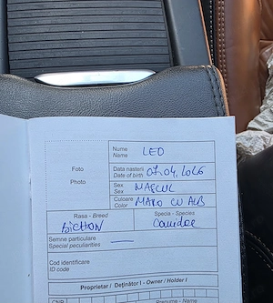 Bichon de 2 luni  cu certificat de sanatate
