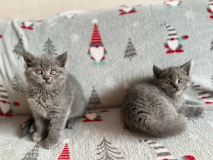 Pisici British Shorthair - imagine 2