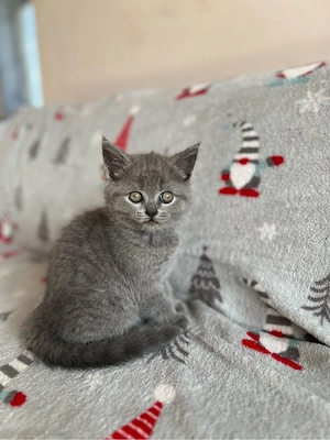 Pisici British Shorthair - imagine 3