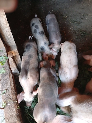 Vindem purcei rasa pietrean 