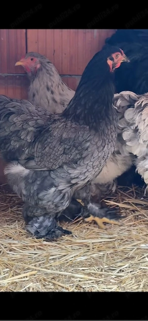 Famile Brahma
