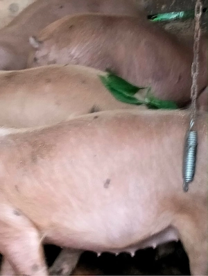 Vand Purcei Rasa Duroc+Pietrain