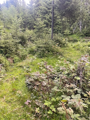 Vand Teren Vartop-Arieseni 