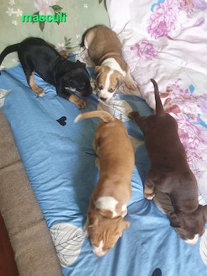 pui AmericanStaffordshire  - imagine 3