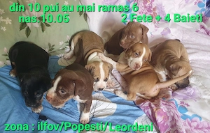 pui AmericanStaffordshire 