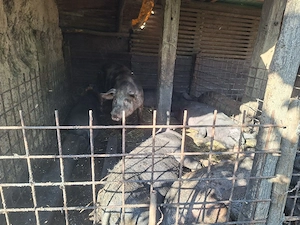Porci de vânzare la cel mai bun preț - 120-200 kg - imagine 2