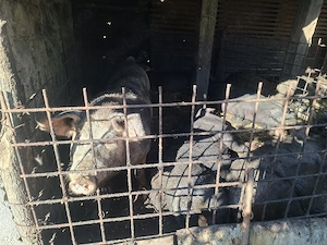 Porci de vânzare la cel mai bun preț - 120-200 kg - imagine 3