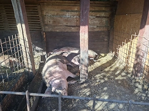 Porci de vânzare la cel mai bun preț - 120-200 kg - imagine 4