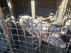 Porci de vânzare la cel mai bun preț - 120-200 kg