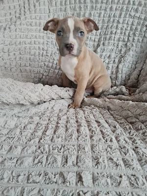 American Staffordshire Terrier (Amstaff) - imagine 2