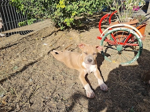 American Staffordshire Terrier (Amstaff) - imagine 3