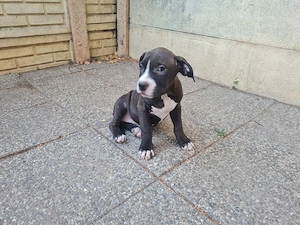 American Staffordshire Terrier (Amstaff) - imagine 4